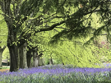 Load image into Gallery viewer, Handmade Candle - Bluebell Woods
