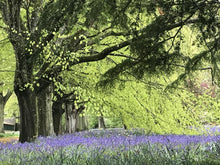 Load image into Gallery viewer, Botanical Wax Melt - Bluebell Woods
