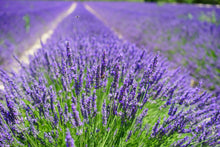 Load image into Gallery viewer, Botanical Wax Melt - Lavender and Neroli