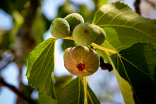 Load image into Gallery viewer, Green Fig and Patchouli