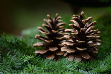 Load image into Gallery viewer, Caledonia Collection Candle - Scots Pine Cone