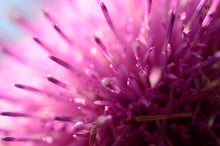Load image into Gallery viewer, Botanical Wax Melt - Scottish Thistle
