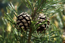 Load image into Gallery viewer, Caledonia Collection Candle - Scots Pine Cone
