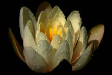 Load image into Gallery viewer, Dark Amber and Ginger Lily - SALE