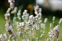 Load image into Gallery viewer, White Lavender
