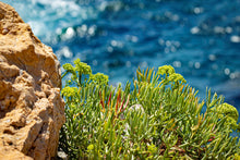 Load image into Gallery viewer, Botanical Wax Melt - Coastal Cypress &amp; Sea Fennel

