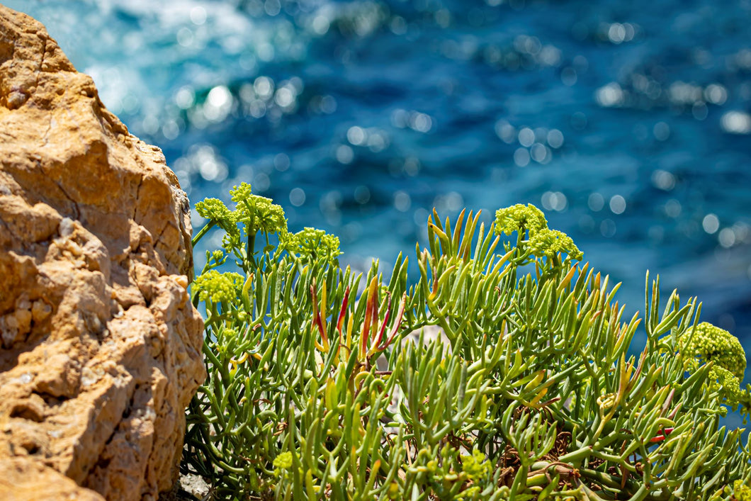 Botanical Wax Melt - Coastal Cypress & Sea Fennel
