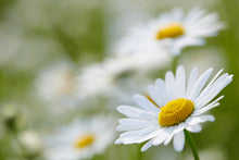 Load image into Gallery viewer, Botanical Wax Melt - Daisy
