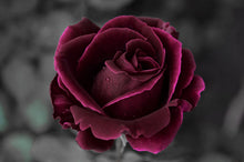 Load image into Gallery viewer, Botanical Wax Melt - Velvet Rose and Oud
