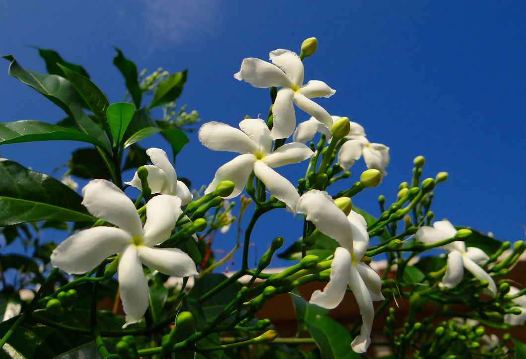 Botanical Wax Melt - Cedarwood and Jasmine