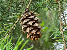 Load image into Gallery viewer, Caledonia Collection Candle - Douglas Fir
