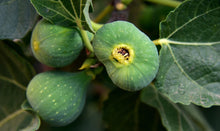 Load image into Gallery viewer, Botanical Wax Melt - Green Fig and Patchouli

