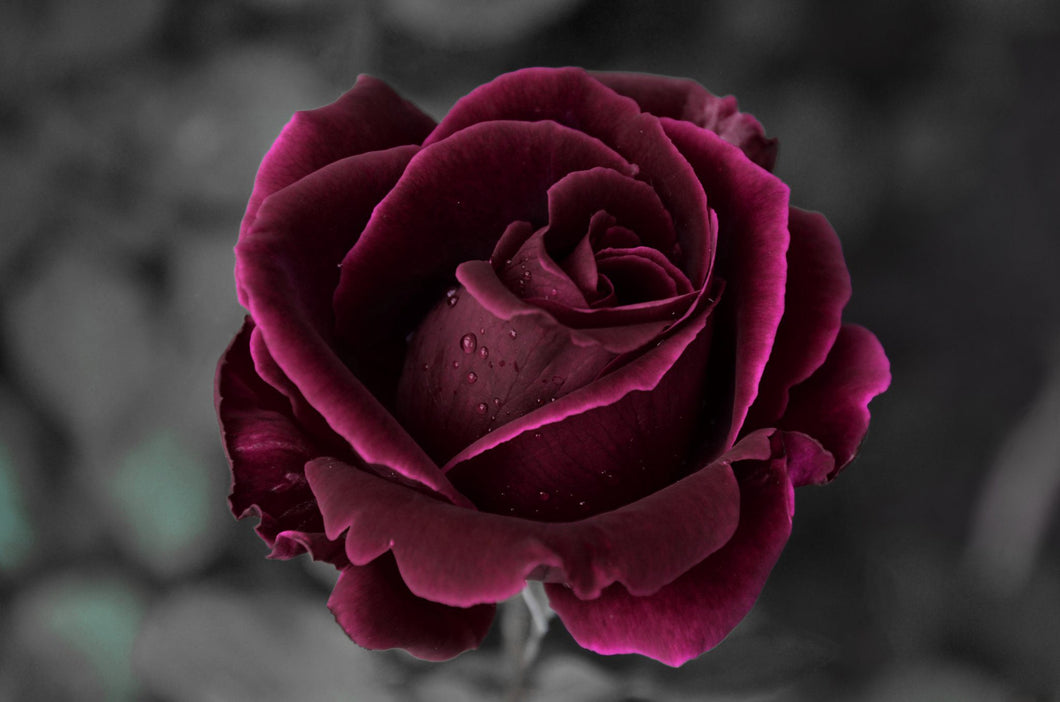 Handmade Candle - Velvet Rose and Oud