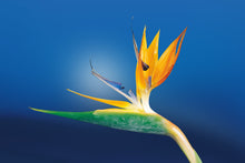 Load image into Gallery viewer, Handmade Candle - Bird of Paradise
