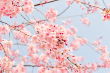 Load image into Gallery viewer, Handmade Candle - Cherry Blossom
