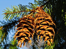 Load image into Gallery viewer, Caledonia Collection Candle - Douglas Fir

