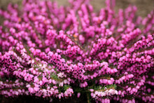 Load image into Gallery viewer, Caledonia Collection Candle - Wild Heather
