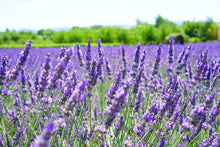 Load image into Gallery viewer, Summer Collection - Lavender and Neroli
