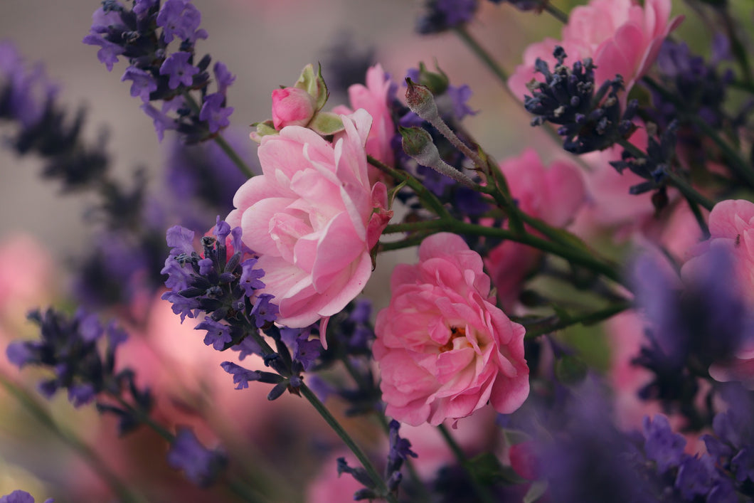 Body Balm - Lavender and Rose Geranium