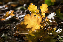 Load image into Gallery viewer, Handmade Candle - Autumn Oak
