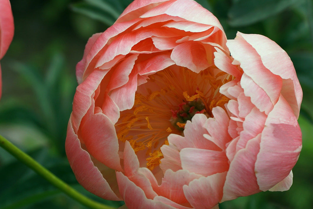 Summer Collection - Peony and Blush Suede