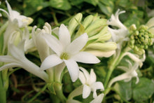 Load image into Gallery viewer, Handmade Candle - Tuberose
