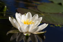 Load image into Gallery viewer, Handmade Room Perfume - Dark Amber &amp; Ginger Lily
