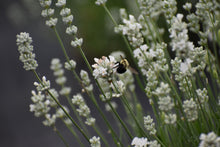 Load image into Gallery viewer, Handmade Candle - White Lavender

